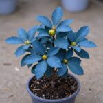 화분에 심겨진 건강한 자몽 묘목에 푸른 잎과 작은 자몽 열매가 달려 있다