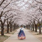 2026년 안동 벚꽃 개화시기 명소 관람 포인트 안동 탈춤공원 벚꽃길 벚꽃 터널 풍경