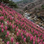 창원 천주산 달천계곡 코스에서 바라본 진달래 군락과 계곡 풍경
