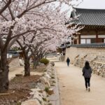 대구 인흥마을 남평문씨본리세거지 홍매화 꽃망울