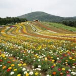 전라도 봄 꽃여행 구례 지리산치즈랜드 수선화 명소 구례 지리산치즈랜드 넓은 수선화 밭과 언덕 풍경