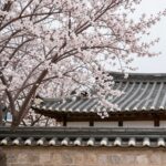 밀양향교 입구에서 바라본 만개한 매화나무와 전통 한옥 지붕