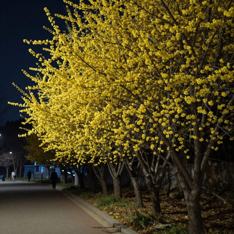 밤에 조명을 받아 반짝이는 노란 산수유꽃 나무와 산책로