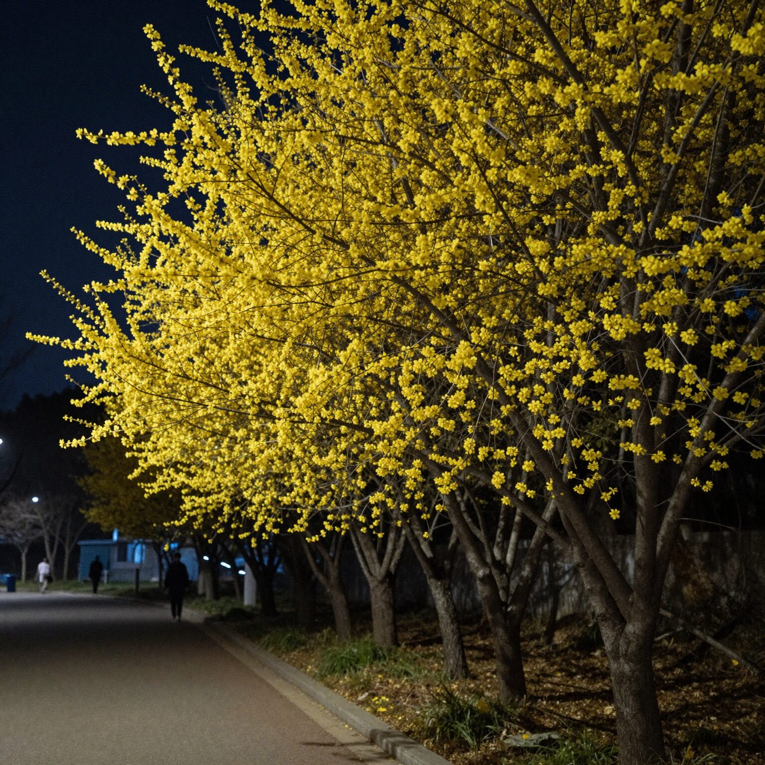 밤에 조명을 받아 반짝이는 노란 산수유꽃 나무와 산책로