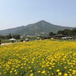 구례 산수유사랑공원 전망대에서 바라본 노란색 꽃밭과 지리산 풍경