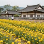 서산 유기방가옥 수선화 축제와 주변 맛집 여행기 서산 유기방가옥 전통 한옥과 노란 수선화밭이 어우러진 봄 풍경