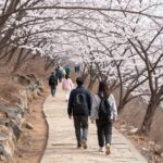 윤동주의 봄 시를 떠올리며 걷는 인왕산 봄 산책길