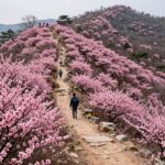 비슬산 진달래 2026년 개화와 축제 완벽한 봄 여행 계획 비슬산 정상부 능선을 따라 펼쳐진 분홍색 진달래 군락지와 등산로 풍경