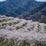 2026년 4월 거제 평지마을 유채꽃밭과 배경의 푸른 산 풍경