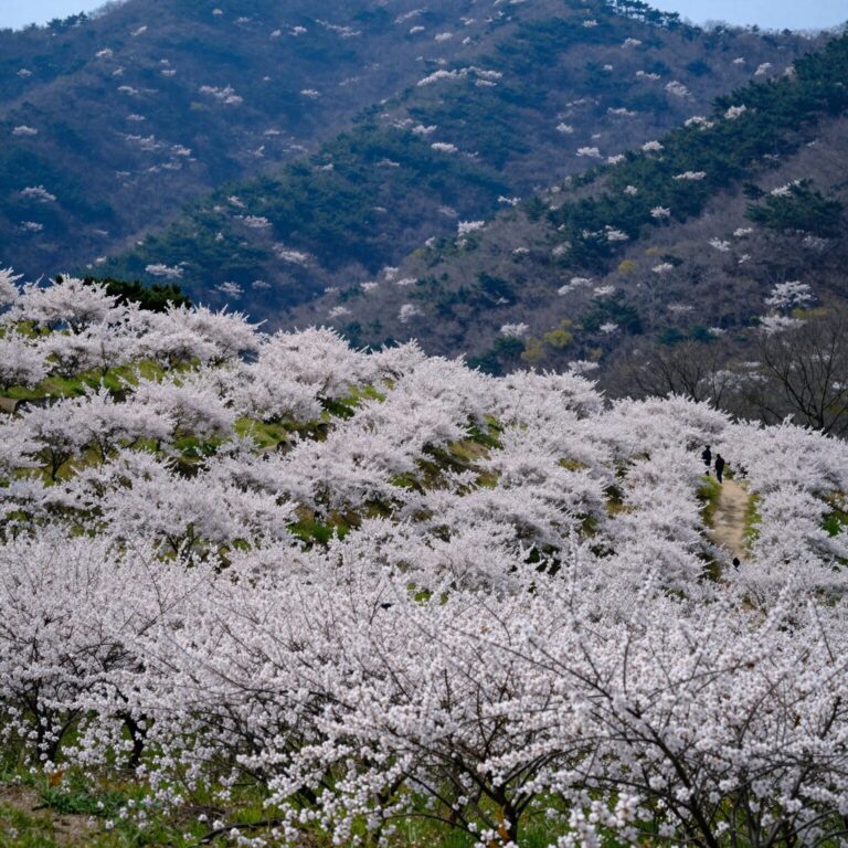 2026년 4월 거제 평지마을 유채꽃밭과 배경의 푸른 산 풍경