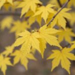 봄철 황금느릅나무의 노란 꽃과 연두색 잎이 함께 피어난 모습