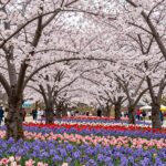 2026년 4월 전주 완산공원 꽃동산의 만개한 겹벚꽃과 철쭉 풍경