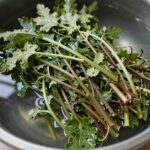 삶아서 찬물에 헹군 후 물기를 뺀 신선한 두릅 나물