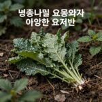 병풍나물 효능과 다양한 요리법 소개