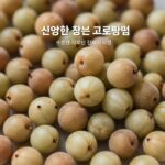 신선한 참외를 고르는 방법과 보관 팁을 이미지로 설명