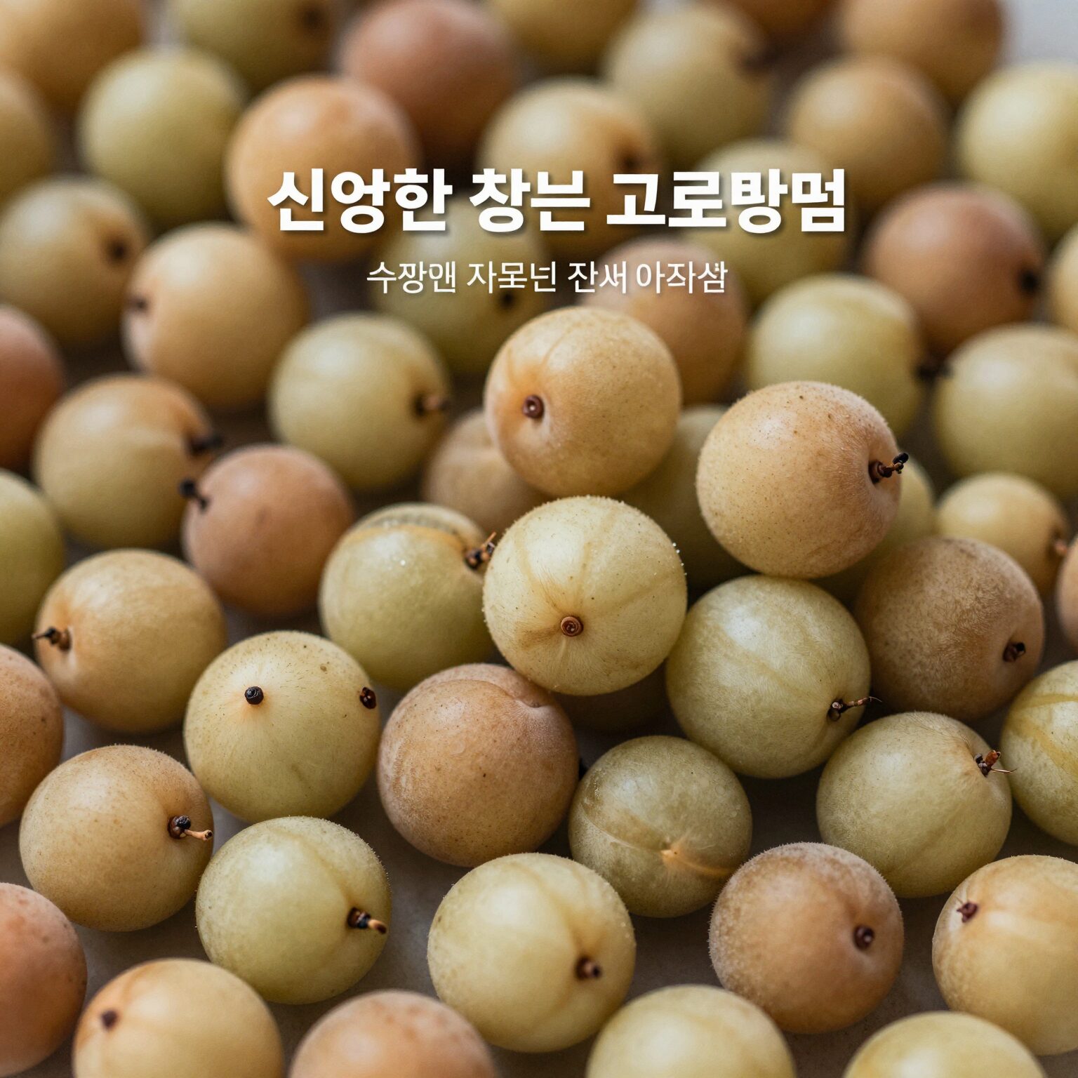 신선한 참외를 고르는 방법과 보관 팁을 이미지로 설명