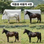 2026 여름 바람막이 추천 여름용 바람막이 4종 비교 이미지 - 다이나핏, 탑텐, 아이러니포르노, 블랙야크 모델 사진